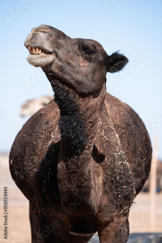 Paisajes y animales del desierto de Merzouga