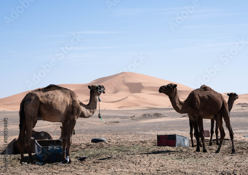 Paisajes y animales del desierto de Merzouga