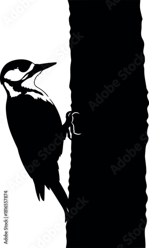 Woodpecker silhouette climbing tree bark