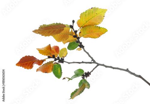 Leaves on branch, colorful foliage in autumn isolated on white background, clipping path 