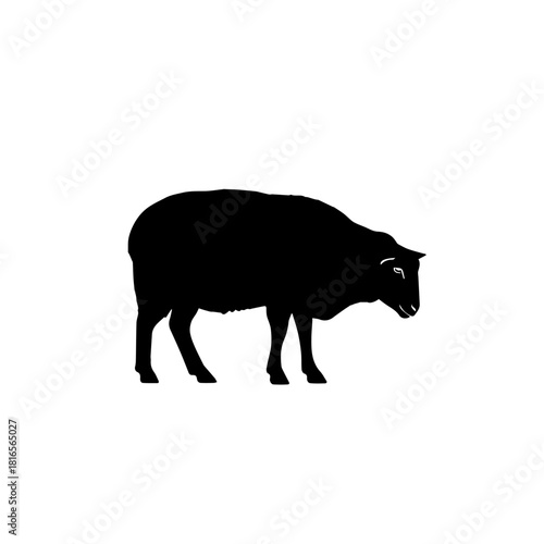 A black silhouette of a sheep standing and looking down, isolated on a white background.