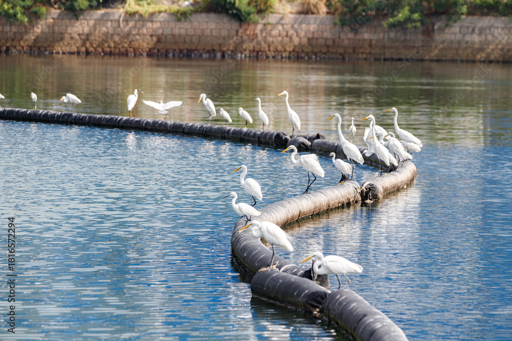 Obraz premium Egrets Perched on a Circular Oil Boom in Blue Water, Hong Kong