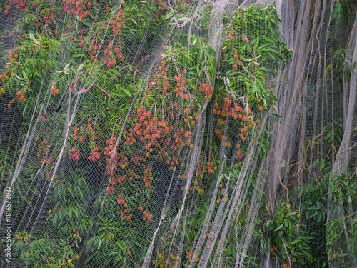 Net enveloping lychee tree to prevent Flying Fox bats from eating fruits in Mauritius 