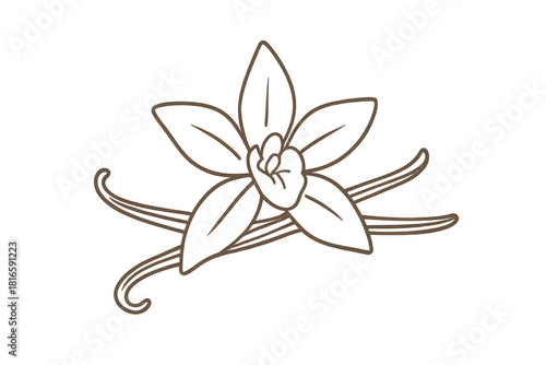 Vanilla flower with pods line art drawing. Outline illustration of a botanical orchid plant with a transparent background