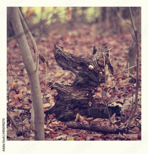 Augenblicke im herbst- / winterlichen Stiftungsland Winderatt