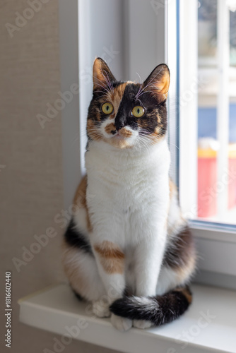 Beautiful young domestic tricolor cat with yellow-green (amber) eyes sits on a windowsill indoors and looks away. Selective focus, close-up.