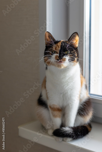 Beautiful young domestic tricolor cat with yellow-green (amber) eyes sits on a windowsill indoors and yawns funny. Selective focus, close-up.
