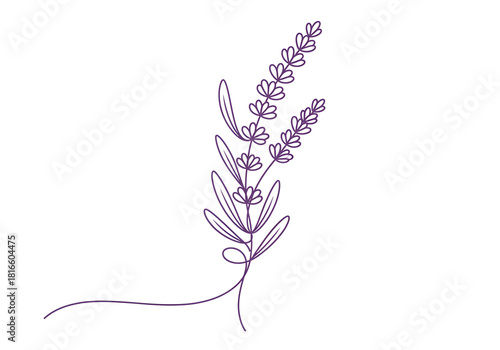 Delicate lavender sprig illustration with swirling stem detail