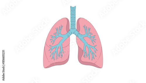 Illustration of human lungs with visible trachea and branching bronchi, depicted in pink and blue against a white background.