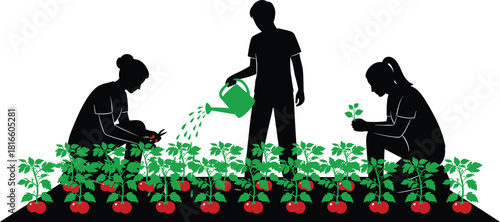 Community gardening teamwork, people planting vegetables, sustainable agriculture, watering plants, harvesting tomatoes, eco-friendly farming, horticulture, teamwork, garden care, nature