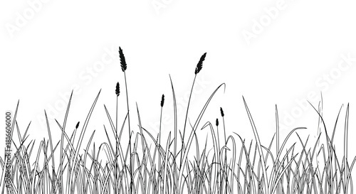 Grass silhouette illustration