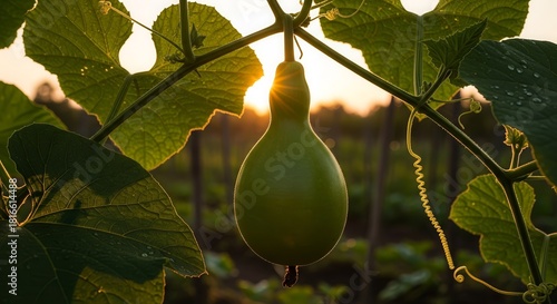 A Green Gourd Displayed Amongst Leaves With The Golden Light of Sunset