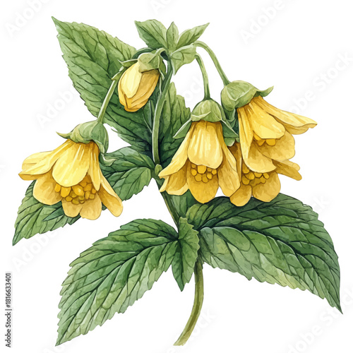 watercolor of Yellow Archangel Flower, vector, isolated on a white background.