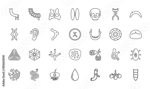 Anatomy and biology line icon set. Vector pictograms of human skull, ear, jaw, intestines, neurons, blood, cells, and internal structures, thin linear illustration.
