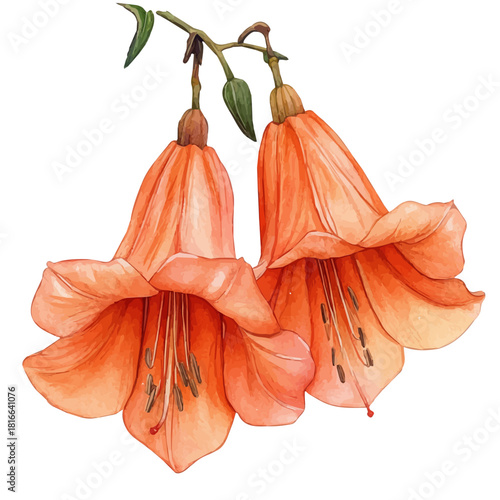 Trumpet Creeper Flower, watercolor painting vector, isolated on a white background.