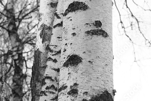 black-and-white photo with white birches