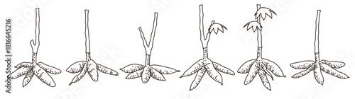 hand drawn cassava tree vector