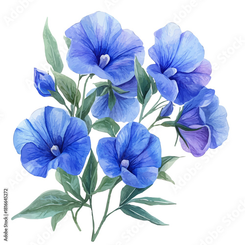 watercolor vector of Sweet Pea Flower, isolated on a white background.
