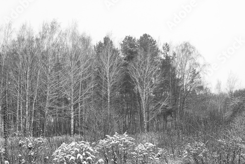 black-and-white photo with white birches