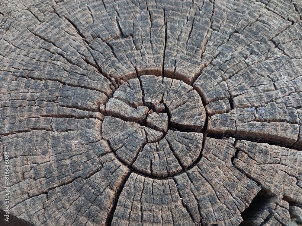 Fototapeta premium Old wood texture brawn tree