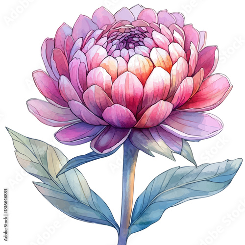 Strawflower Flower, watercolor illustration vector, isolated on a white background.