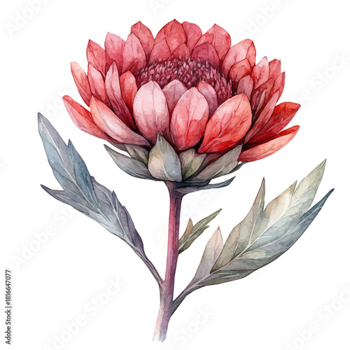 Strawflower Flower, watercolor drawing vector, isolated on a white background.