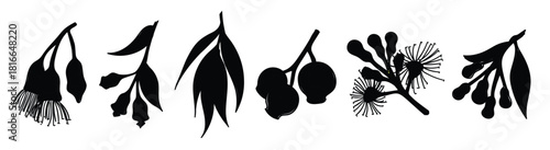 Gum Tree Flower Vector