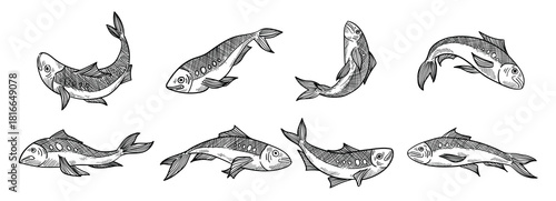 hand drawn sardine vectors