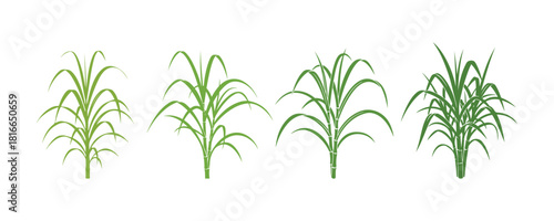 Sugar Cane Graphic Design, Stem Leave