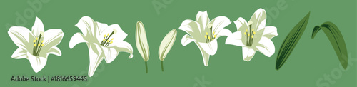 Ester Lily Vector