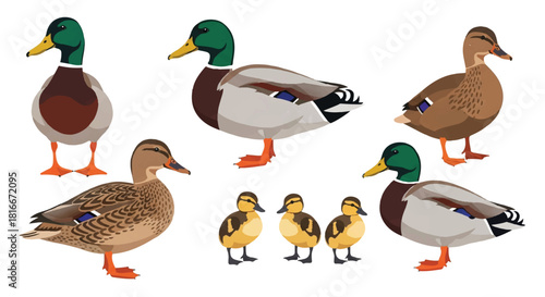Mallard ducks family in various standing poses, including a vibrant male, a subtle female, and several small ducklings, illustrated in a modern flat 2D vector style on a clean white background.