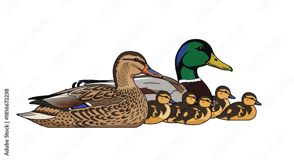 Obraz premium Mallard duck family group, featuring adult ducks and their adorable ducklings walking together in a colorful flat 2D vector illustration isolated on a clean white background.