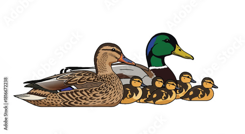 Mallard duck family group, featuring adult ducks and their adorable ducklings walking together in a colorful flat 2D vector illustration isolated on a clean white background.
