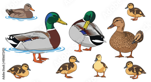 Mallard duck family set, featuring a green-headed drake, a brown hen, and several small ducklings, rendered in a clean flat 2D vector style isolated on a white background.