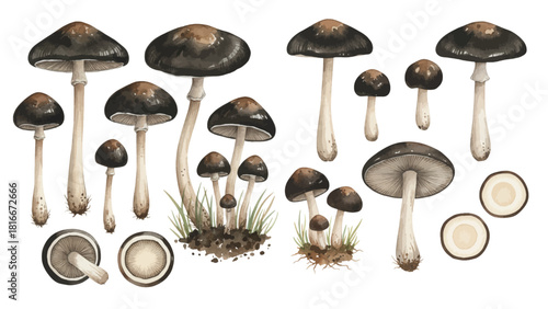 A detailed botanical collection of dark-capped mushrooms, showcasing various growth stages, angles, and cross-sections.