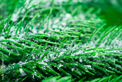 green christmass background 