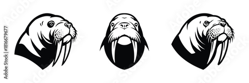 Walrus Head Illustrations Arctic Marine Mammal Imagery