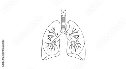 Outline of human lungs illustration with bronchial tree on white background