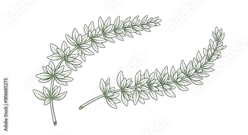 Line art illustration of two sprigs of rosemary with detailed leaves and stems.