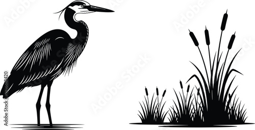 Black and white vector illustration of a great blue heron standing near marsh reeds and grass, isolated on a white background for design.