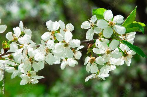 apple white blossom on a tree. the concept of a good harvest of apples. a blossoming young tree in the garden	