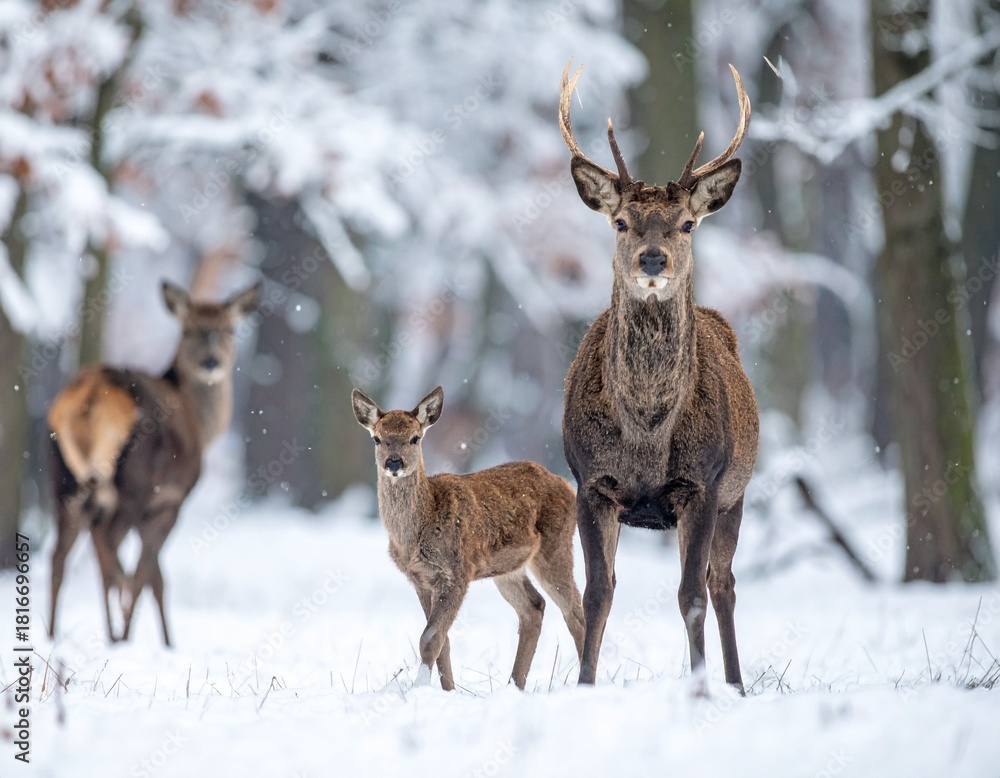 Obraz premium white tailed deer
