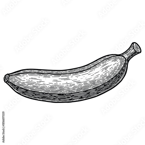 Crisp banana fragrant dill in a vintage style illustration perfect for culinary projects