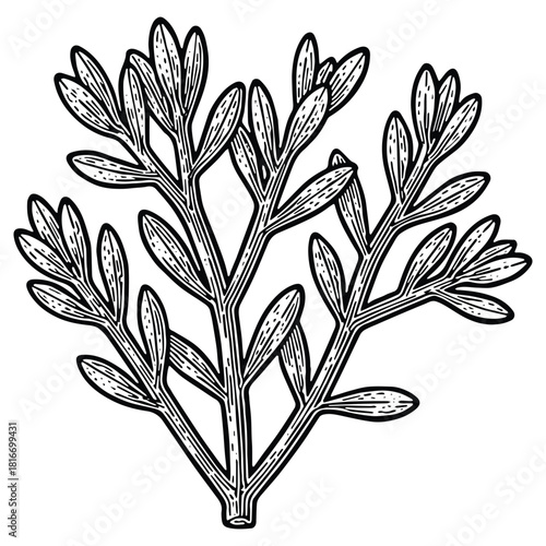 Detailed prickly pear cactus illustration with vintage botanical flair for desert landscape designs