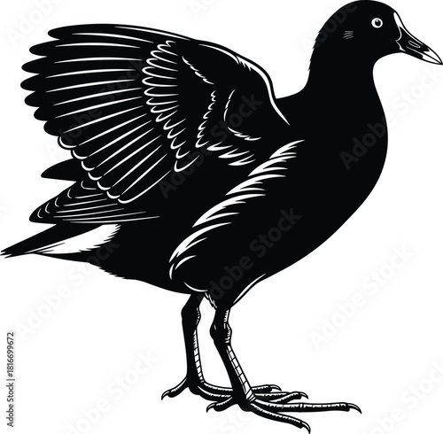 Eurasian coot bird standing with wings raised, black and white vector illustration, isolated on white background for wildlife logo or nature design