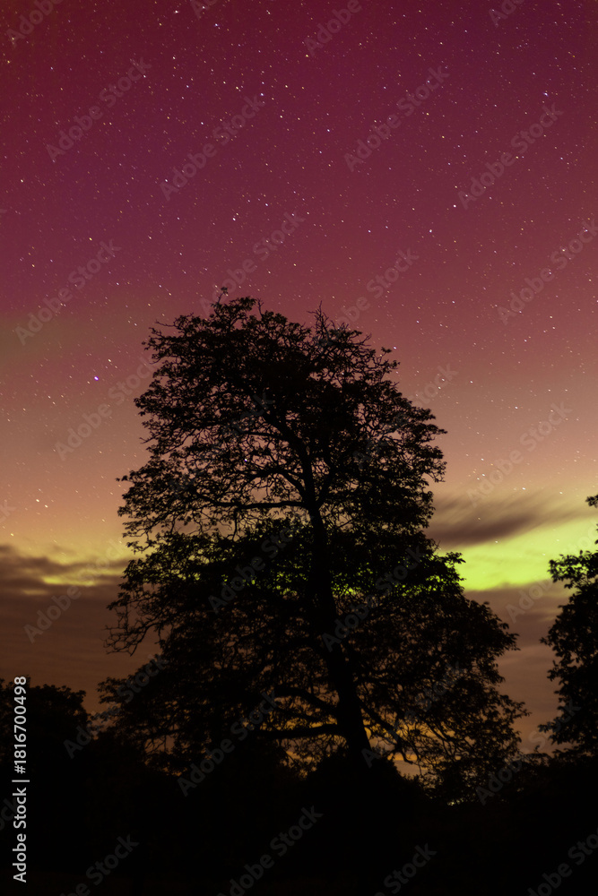Fototapeta premium red starry sky with clouds in motion during the aurora borealis against the background of trees
