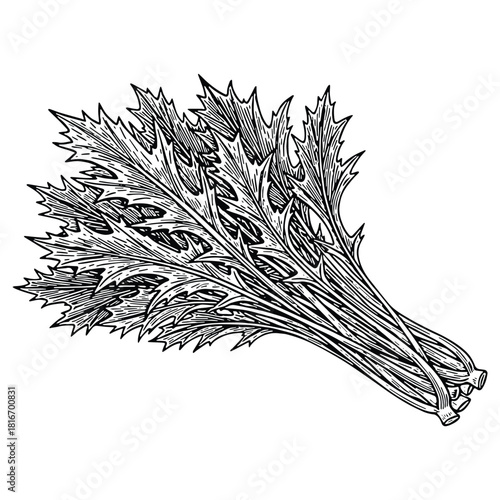 Elegant botanical drawing of lush spinach plant, perfect for organic food packaging or natural medicine designs