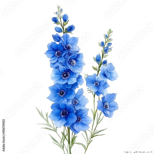 watercolor of Delphinium Flower painting, isolated on a white background.
