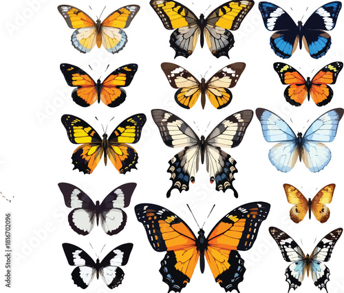Butterfly Diversity: a vibrant array of butterflies, each specimen showcasing intricate patterns and striking colors, is captured in this stunning display of natural beauty