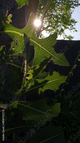 green fern leaves. green leaves of a plant against the sun. leaves against the sunset. leaves of a plant in the sun in the garden